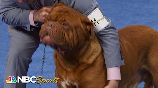 National Dog Show 2023 Working Group Full Judging  NBC Sports [upl. by Nwahsud211]