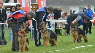 HunniaRex Német Juhászkutya Egyesület klubkiállítás Kőszegen 2017 [upl. by Aniluap310]