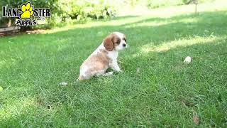 Cute Cavalier King Charles Spaniel Puppies [upl. by Aidni225]