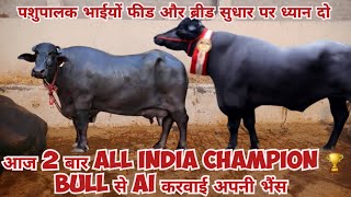 quotपशुपालन में फीड और ब्रीड सुधार का महत्व Modi Bull all India champion 🏆 buffalo dairy farm buffalo [upl. by Narton]