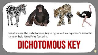 Unlocking Animal Identities with the Dichotomous Key  Easy Guide for Beginners [upl. by Ylerebmik]