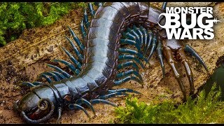 Best Centipede Showdowns  MONSTER BUG WARS [upl. by Anai]