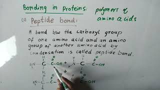 peptide bond bonding in proteins  chemistry 10 biochemistry proteins [upl. by Nylitak113]