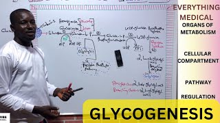 Metabolism  Glycogenesis [upl. by Germain]