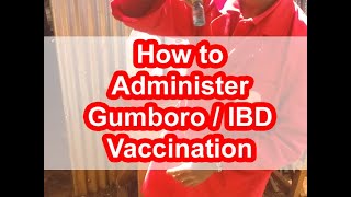 How to give IBD  Gumboro Vaccine to Chicks  Administer Gumboro vaccination kienyeji chicken [upl. by Wolliw]