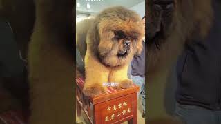 Ten million Tibetan Mastiff [upl. by Elephus]