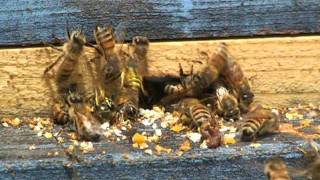 Wasps Attacking a Honey Bee Hive HoneyBees being robbed entrance reduced Yellow Jackets kill bees [upl. by Amar]