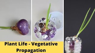 Plant Life  Vegetative Propagation  Class 10 Experiential Activity [upl. by Nyvrem]