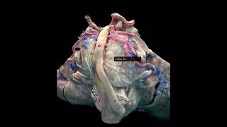 The Trigeminal Nerve  anatomy course and function The anatomical basis of Trigeminal Neuralgia [upl. by Alesram129]