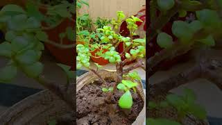 Jade Plant Care amp Tips gardening jadeplantcutting [upl. by Synned757]