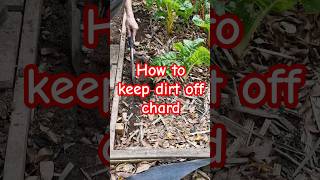 Gardening tips 4  How to grow silverbeet and keep the dirt out [upl. by Nazar997]