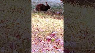 Happy Morning Feed 🌈 EUROPEAN RABBIT Oryctolagus cuniculus or CONEYnature rabbitsworldwide [upl. by Eberly]