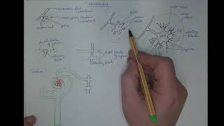 0903 Metanephros  the permament kidney [upl. by Nalat234]