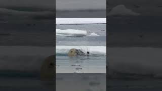 Polar Bears Stealty Ambush on a Seal From BBC Earth wildlife animals [upl. by Pironi429]