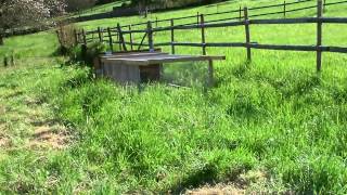 Elevage de lapin en Agriculture Bio Test [upl. by Kelsy665]