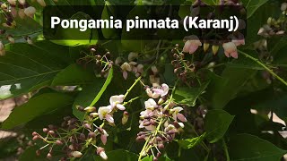 Pongamia pinnata Karanj [upl. by Woodie]