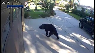 3legged bear breaks into Florida house raids patio fridge [upl. by Fantasia]