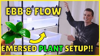 INSANE Ebb and Flow Emersed Aquarium Plant Setup [upl. by Buckels850]