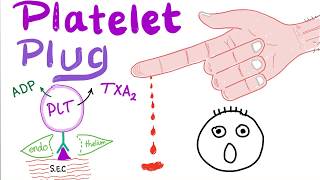 Platelet Plug  Primary Hemostasis  Platelet Adhesion amp Aggregation  How The Clot Forms [upl. by Alica]