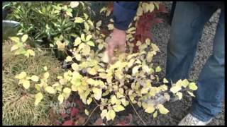 Fall Deer Resistant Plants [upl. by Annawad304]