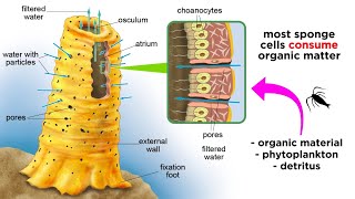 Phylum Porifera Sponges [upl. by Ysdnil846]