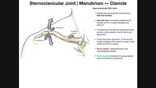 The Sternoclavicular SC Joint  Anatomy and Function [upl. by Annoled]