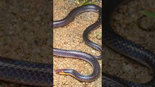 🐍●³◇² Pinkheaded Reed Snake Whiteheaded Reed Snake Calamaria schlegeli [upl. by Yoj]