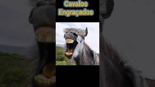 Cavalos engraçados [upl. by Neram]