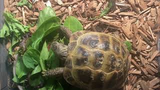 Unedited footage of a tortoise eating ASMR [upl. by Ihteerp]