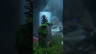 Tiger Centipede Ecosystem Part  2 shorts bluebox [upl. by Eak194]