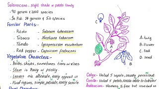 Family solanaceae  floral characters  economic importance  class 11 [upl. by Gnuh808]