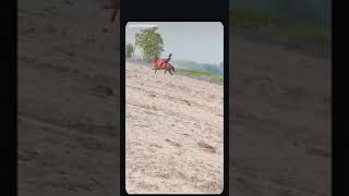 Horse 🐎 rider 2am king 👑 equestrian horse bhojpuri [upl. by Safire]