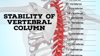 Stability of vertebral column [upl. by Conlin65]