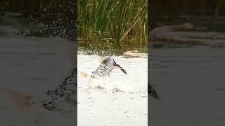 Fish peak a bird fishing birds water [upl. by Anoyi]