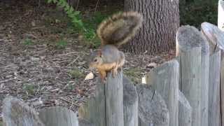 Squirrel Wagging His Tail [upl. by Azarria]