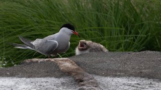 Oisillons Sternes Pierregarin en alimentation  Common Tern chick feeding [upl. by Sugar]