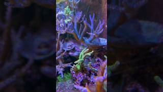 SPS corals in High Nitrate water [upl. by Zak]