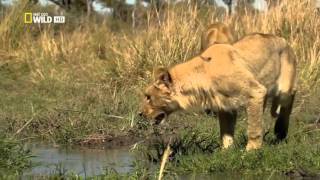 Botswana Lion Wild discovery channel animals National Geographic documentary Animal planet [upl. by Jala]