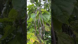 Indian bean leaf tree  leaves amp fruit  pods  September 2024 [upl. by Francie]