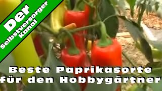 Beste Paprikasorte für den Hobbygärtner [upl. by Novelc]