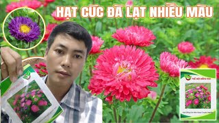 thời gian trồng cúc đà lạt nhiều màu nở hoa đúng tết [upl. by Giffer947]