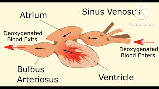 comparative anatomy of heart in vertebrates [upl. by Rehpotsirhc402]