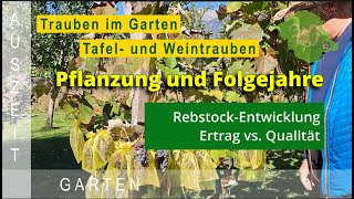 RebstockEntwicklung Ertrag und Qualität bei eigenen Trauben im Garten [upl. by Ydnab889]