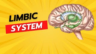 Limbic system [upl. by Merla195]