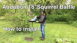 Squirrel Proof Bird Feeder with a Slinky Squirrel brunch [upl. by Yancey280]