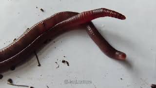 How earthworms mating  Reproduction in earthworms explained [upl. by Gulgee]