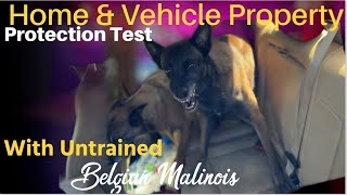 Home Vehicle amp Property Test For Belgian Malinois Untrained In Protection Work [upl. by Annayehc457]