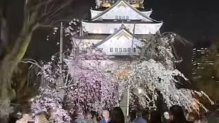 Osaka Castle  Osaka Castle Illumination  Sakura Cherry Blossom around Osaka Castle [upl. by Fax123]