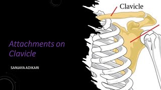 Attachments on clavicle [upl. by Atiram]