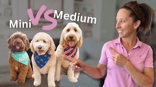 Which Size Goldendoodle Is Right For You [upl. by Fia]